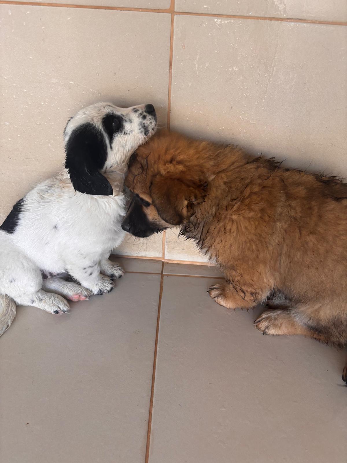 Animals at shelter