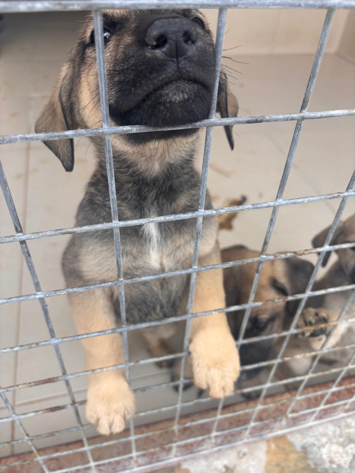 Animal at shelter