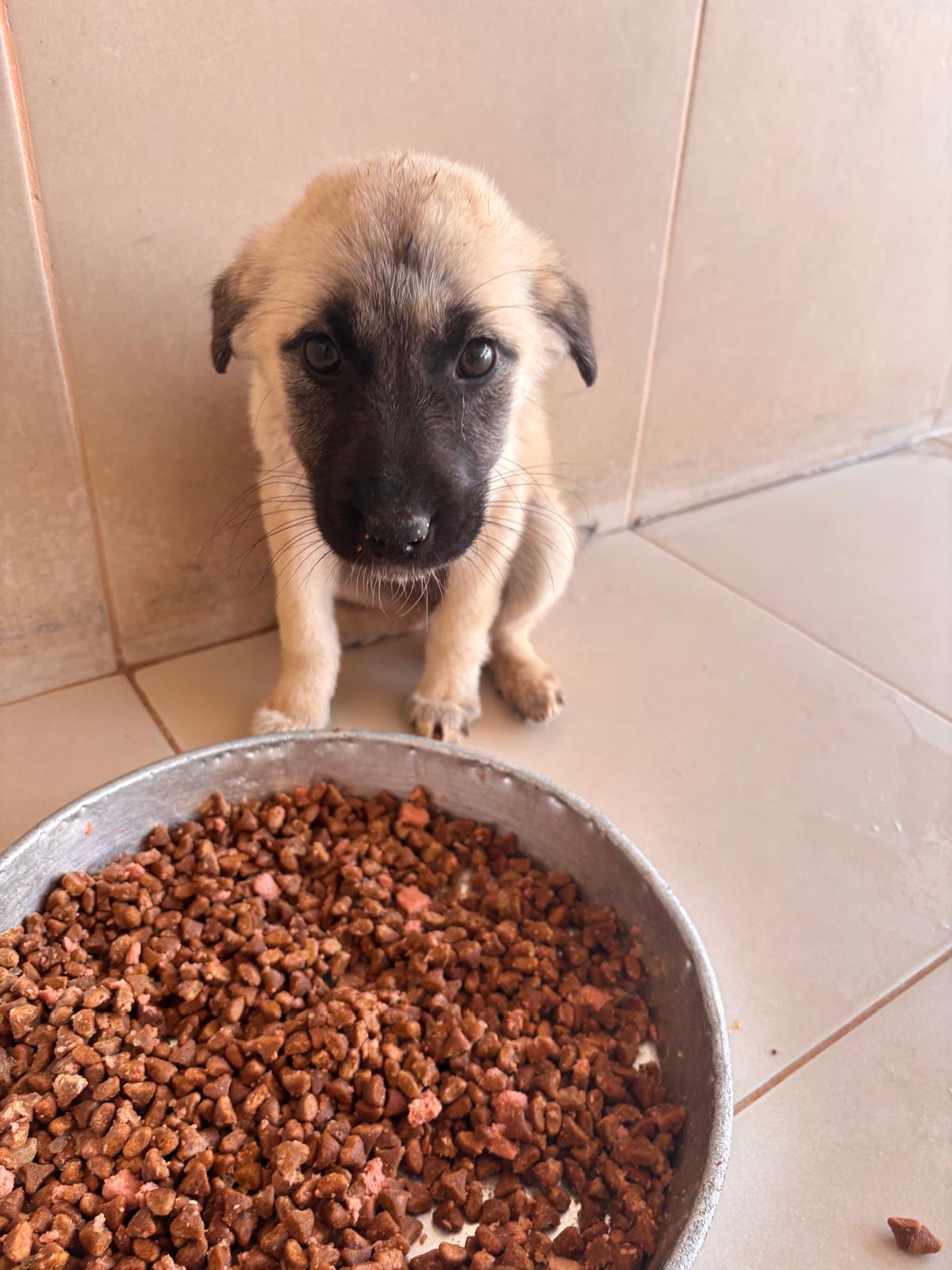 Puppy with food